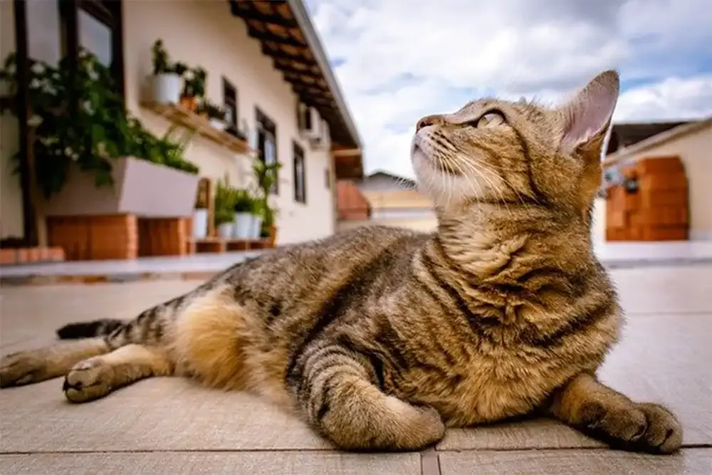 街中で寝そべりながら見上げている猫