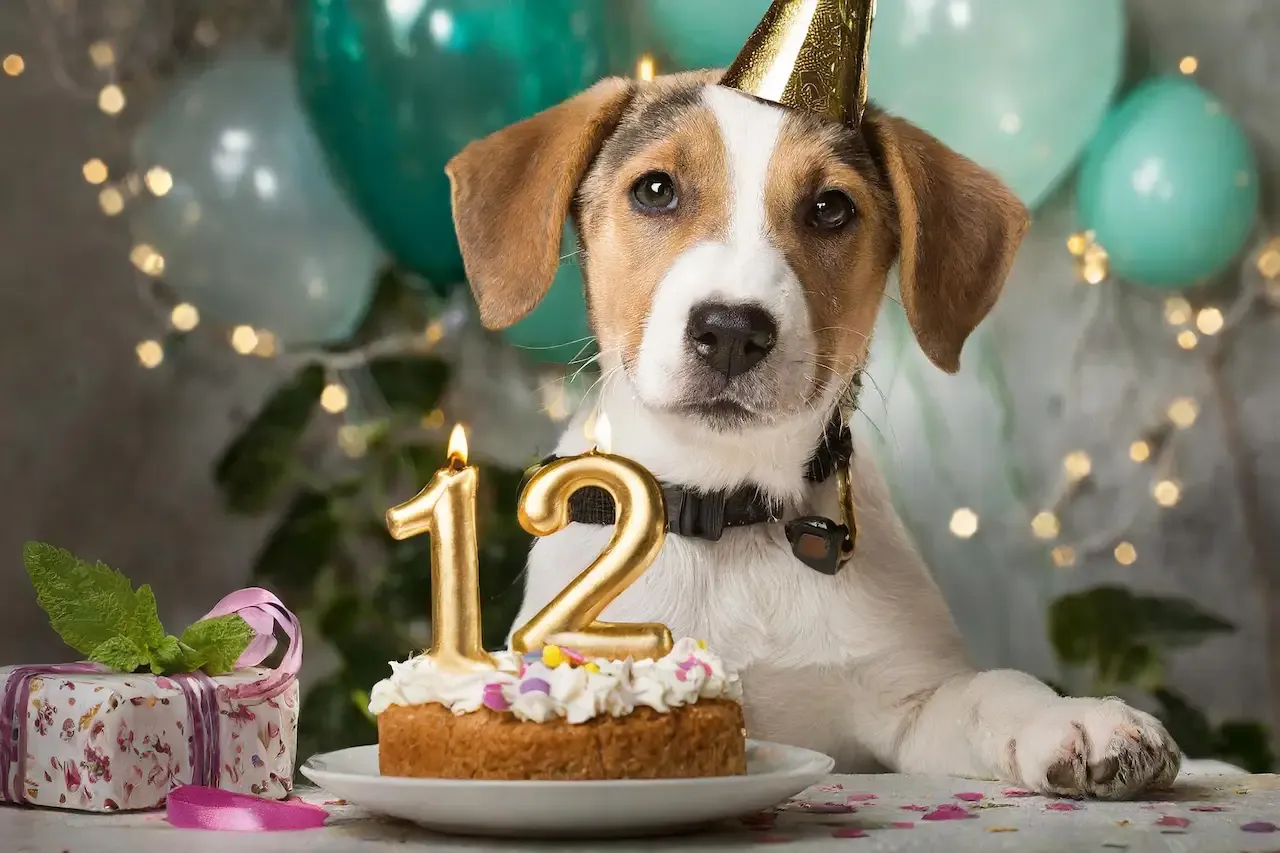 12の数字が刺さったケーキの前にいる犬