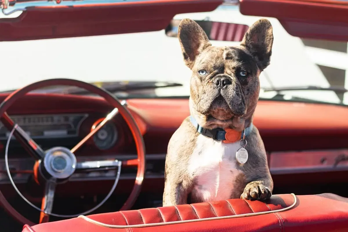 オープンカーの座席からこちらを見つめる犬