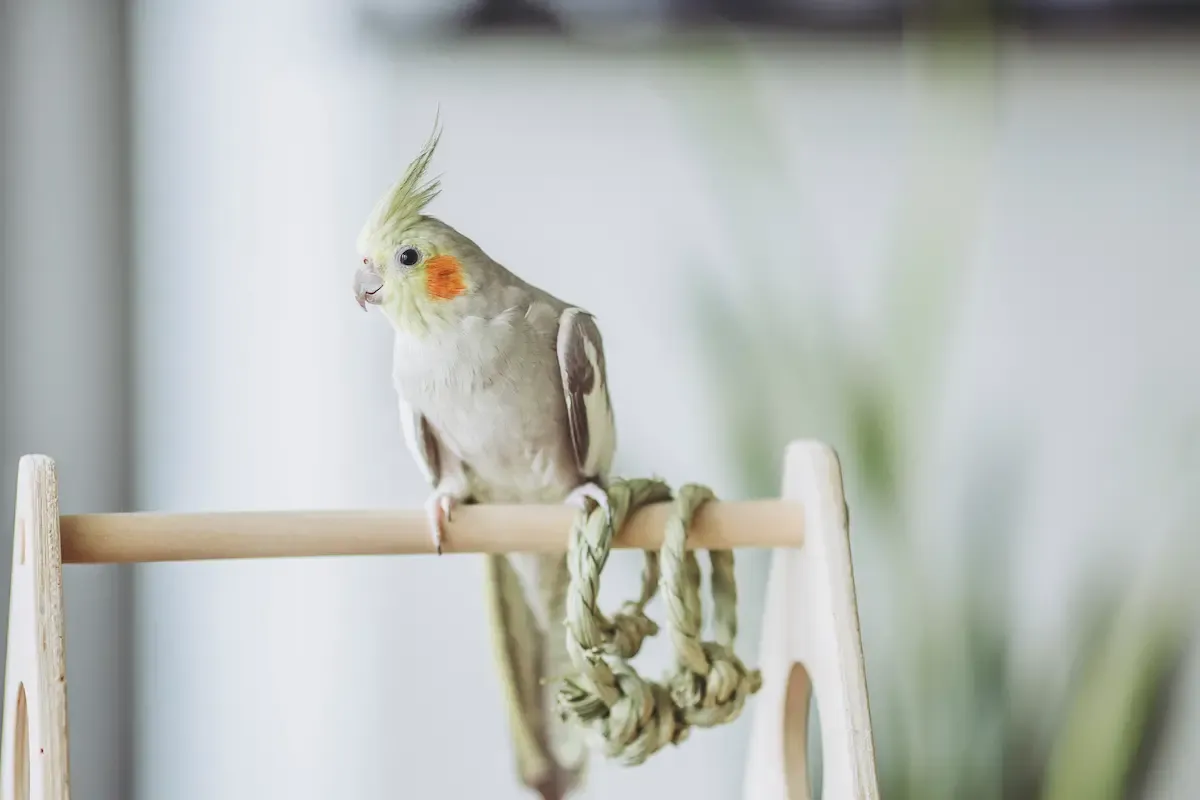 オカメインコ