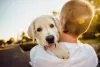 飼い主に抱かれるゴールデンレトリバーの子犬