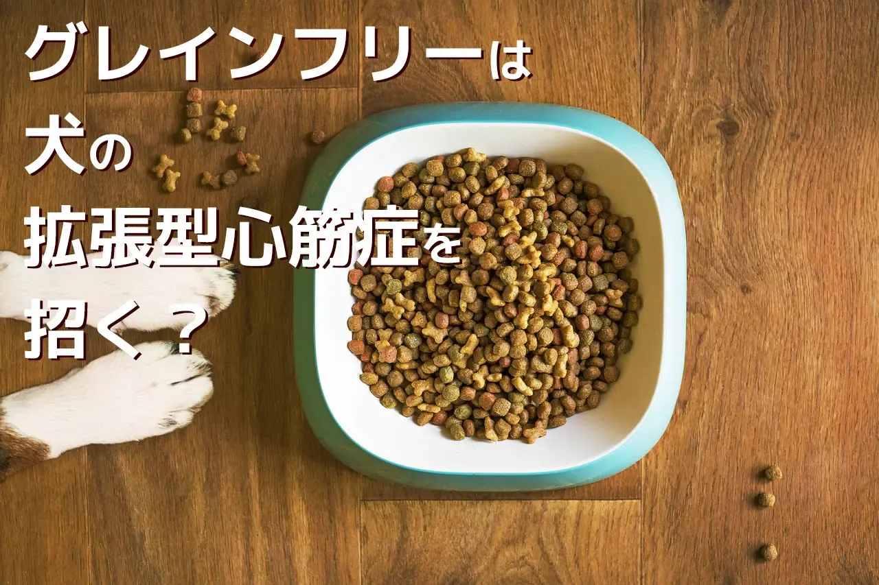 皿に盛られたドッグフードと犬の手