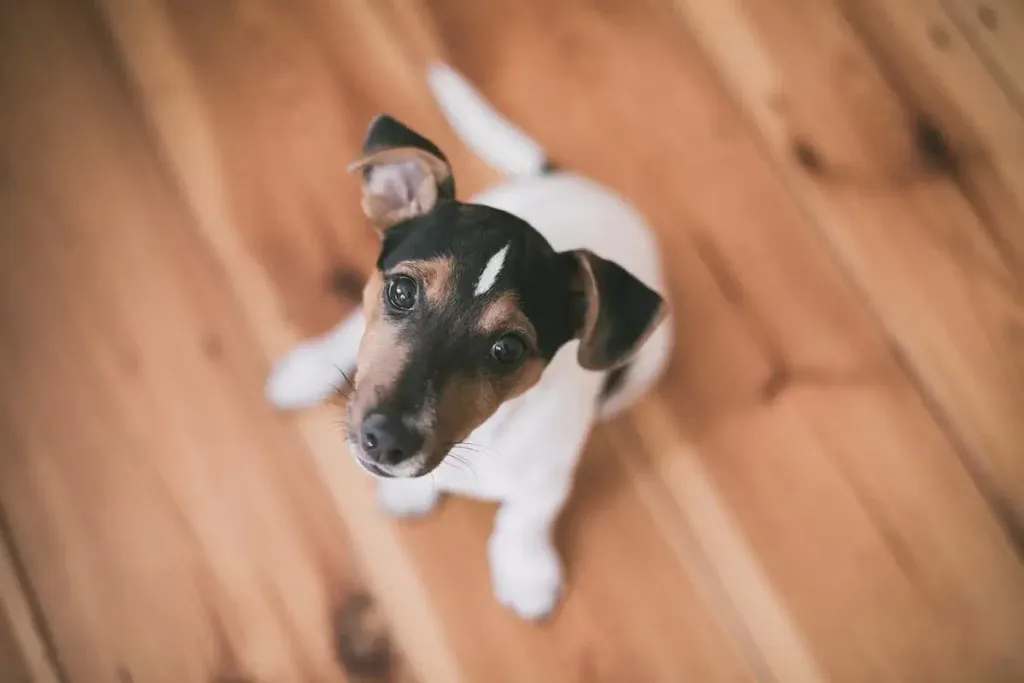 上を見上げる犬