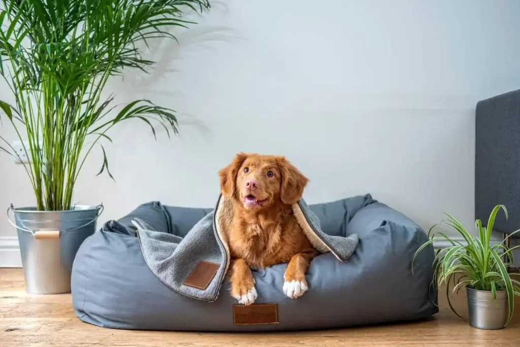 ソファーでくつろぐ犬