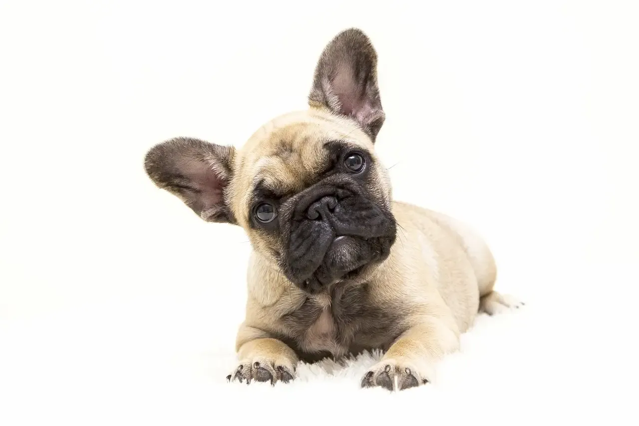 フレンチブルドッグの子犬