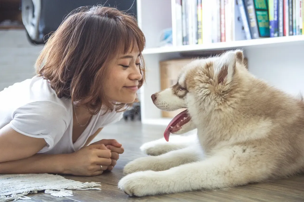ハスキーの子犬と飼い主