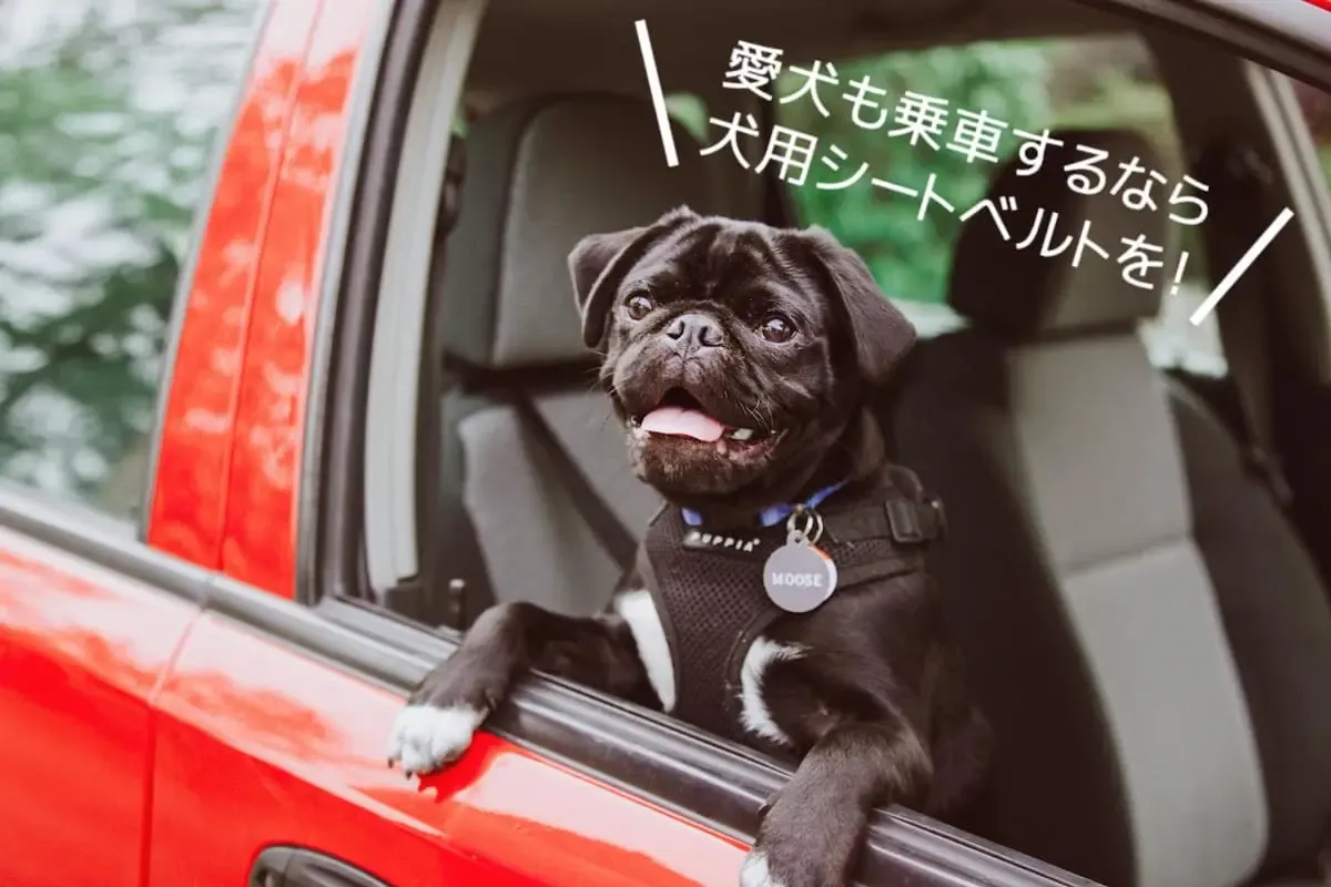 車の窓から顔を出すパグ