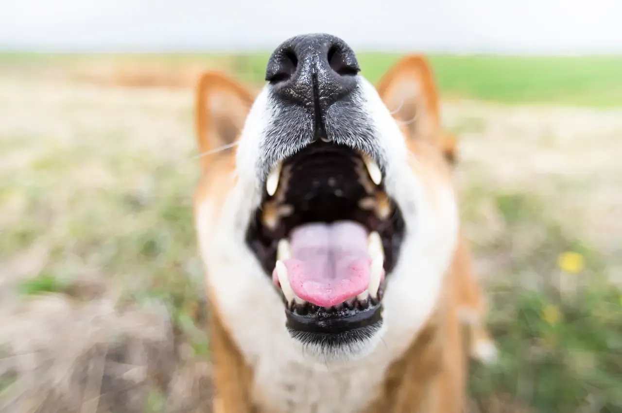 大きく口を開けている柴犬