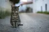路上の猫