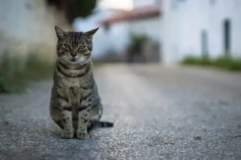 路上の猫