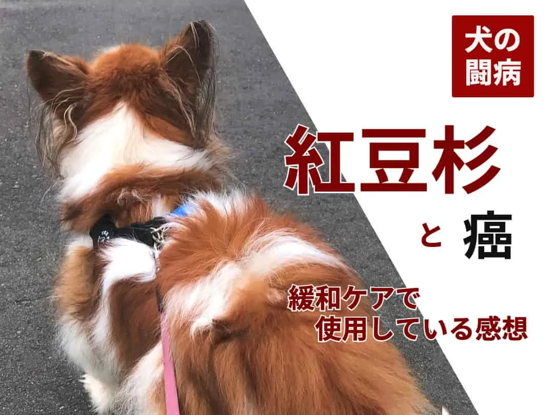 パピヨンの後ろ姿と紅豆杉と癌のタイトル