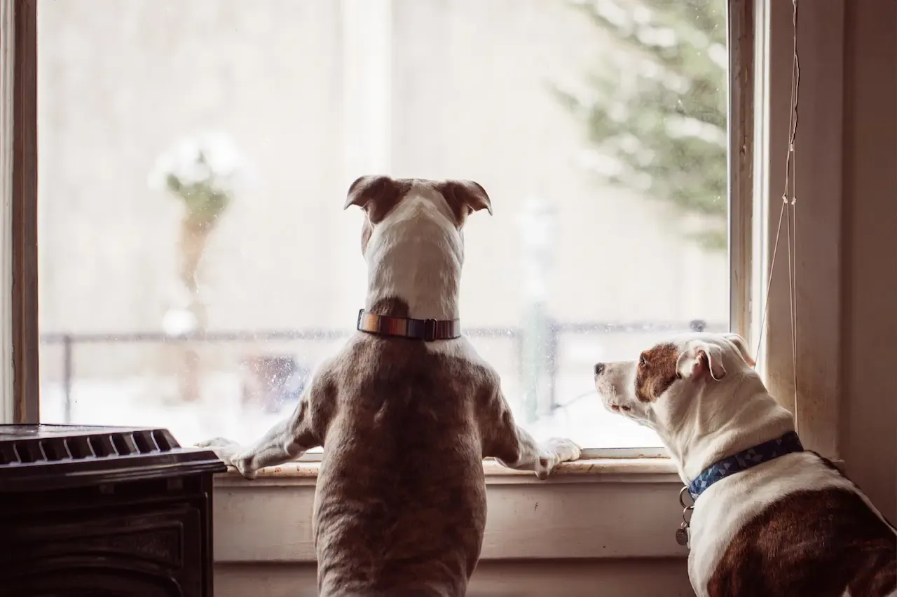 窓の外を眺める2匹の犬