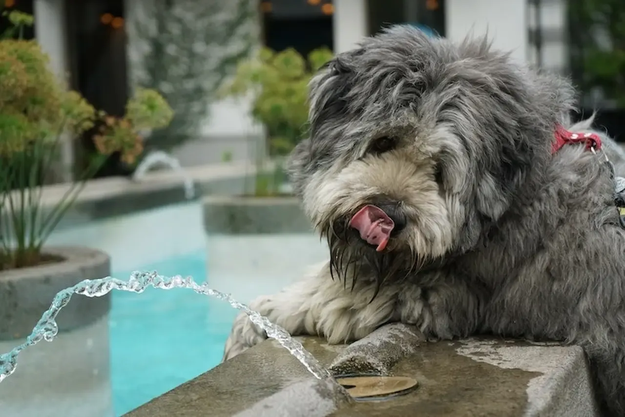 水を飲もうとしている犬