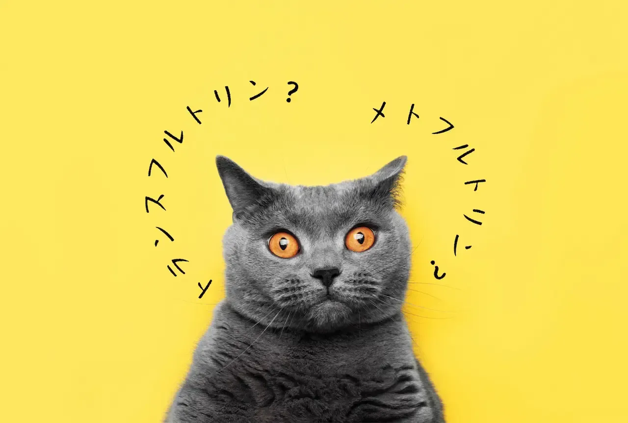 不思議な顔をした猫