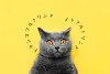 不思議な顔をした猫