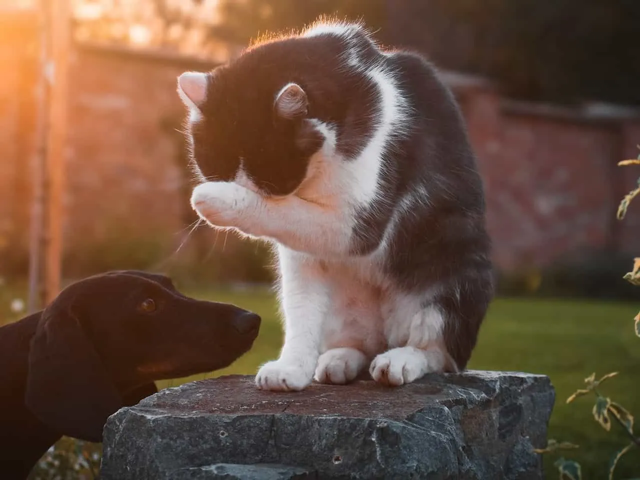 手で顔を覆う猫