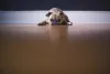 床に伏せるパグ
