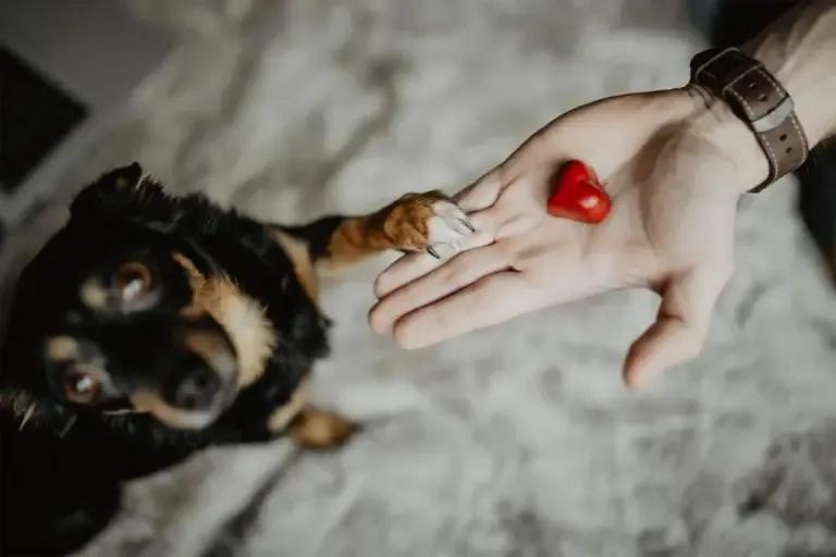 おやつをねだる犬