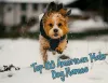 雪原を走る犬