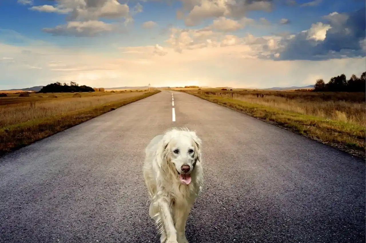道路を歩く犬