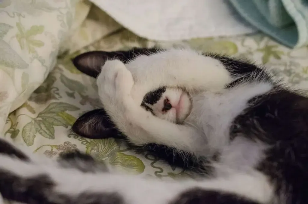 目を覆う子猫