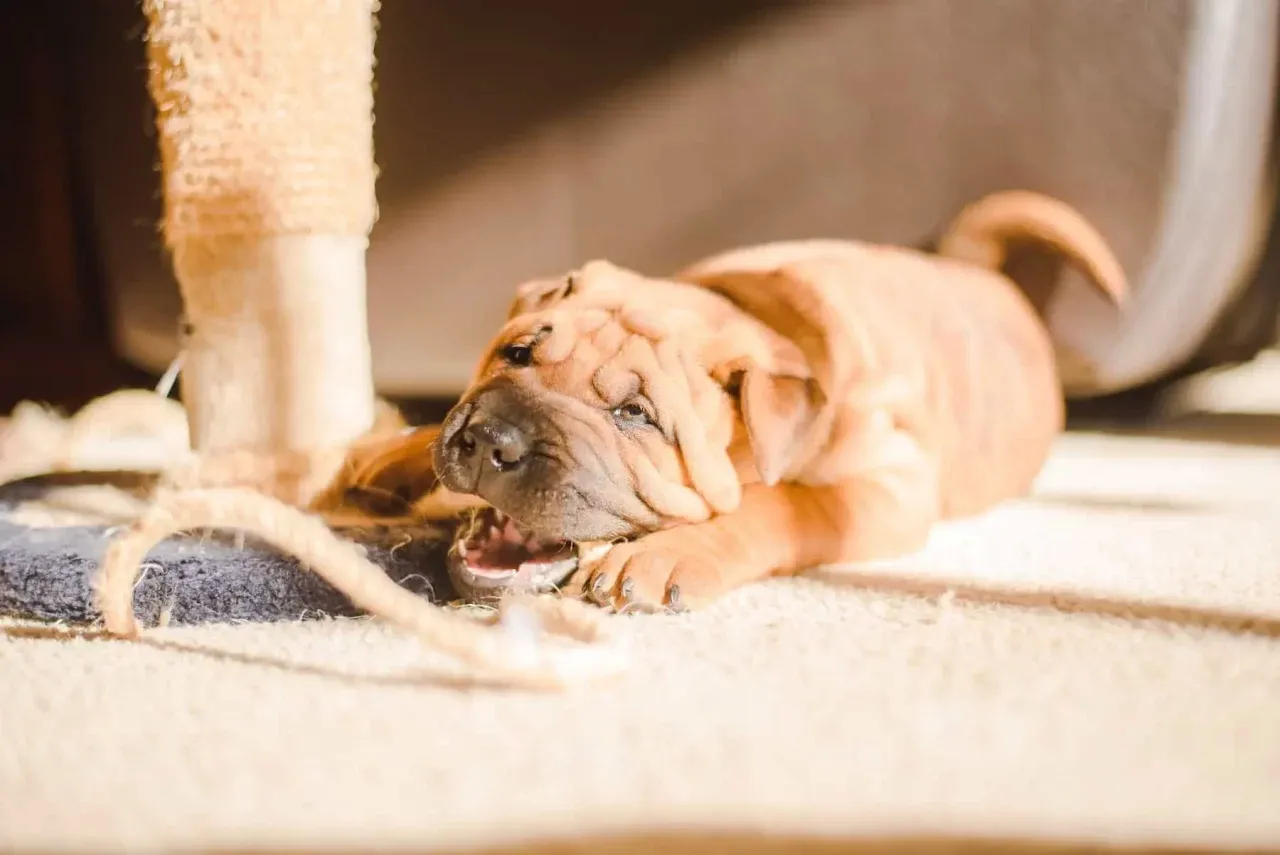 いたずらをするシャーペイの子犬