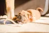 いたずらをするシャーペイの子犬