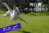飛行犬