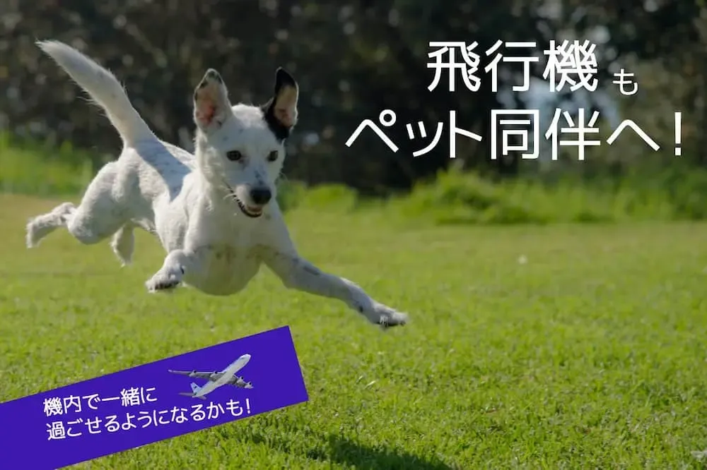 飛行犬