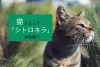 タイトル文字と横を向く猫