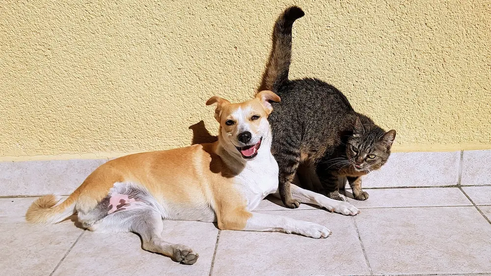 犬と猫の画像