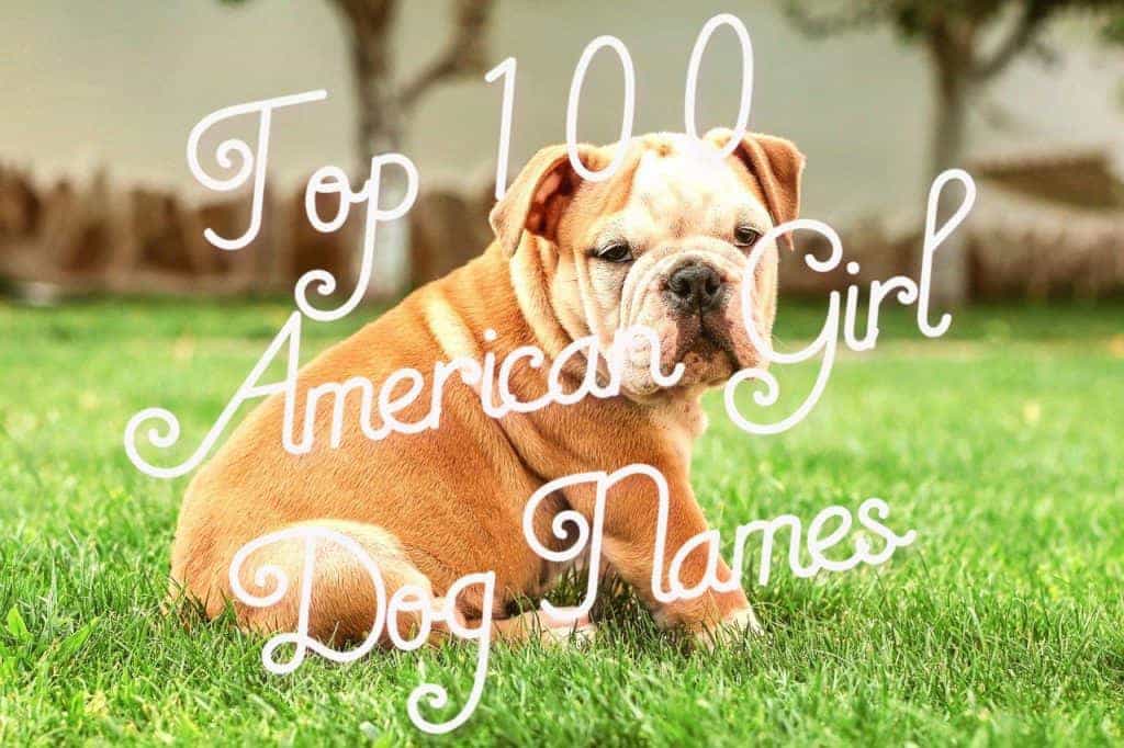 Top-100-American-Girl-Dog-Names-1024x682-1 (1) (1)