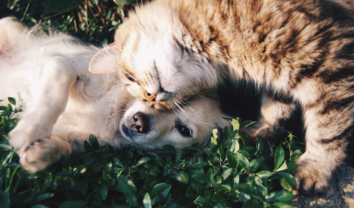 dog&cats-topimage