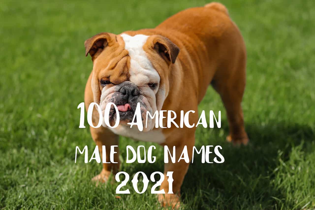male dog image4