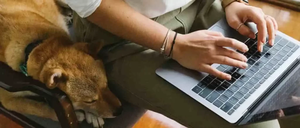 パソコン操作する飼い主の横で寝る犬