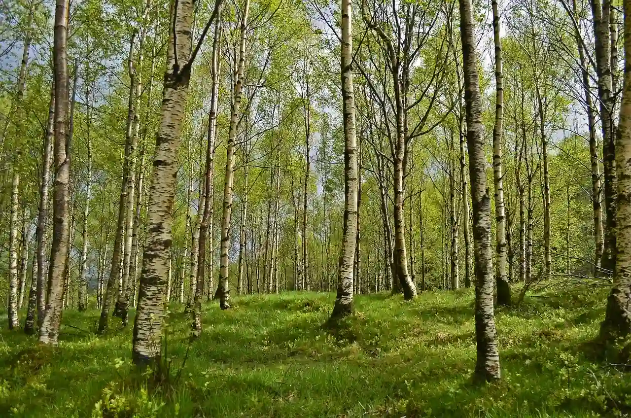 森のイメージ