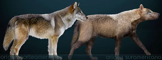 ダイヤウルフとタイリクオオカミの比較画像