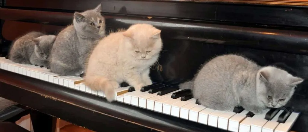 子猫とピアノ