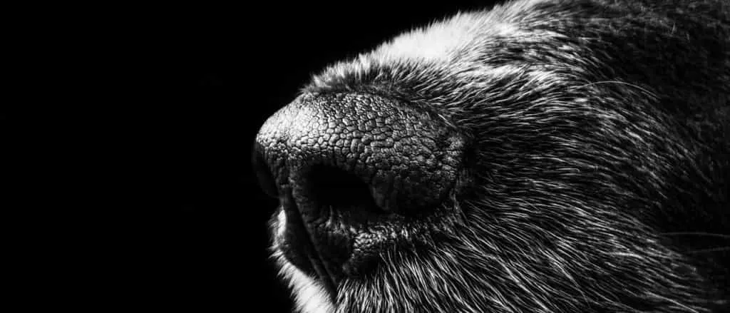 犬の鼻の拡大画像