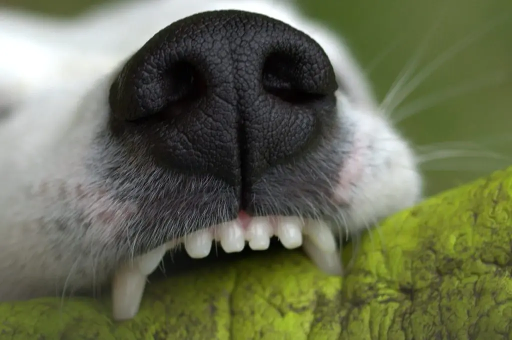 物を噛む犬のアップ画像