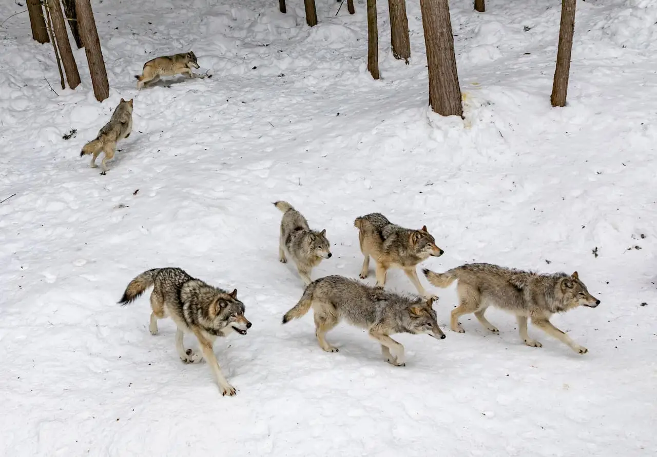 移動する狼の群れ