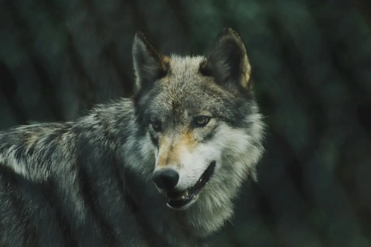 狼のアップ画像