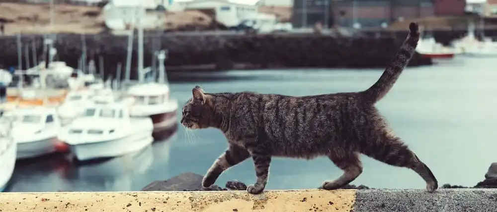 港町を歩く猫