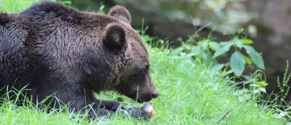 食事をする熊