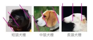 犬のマズル比較画像2