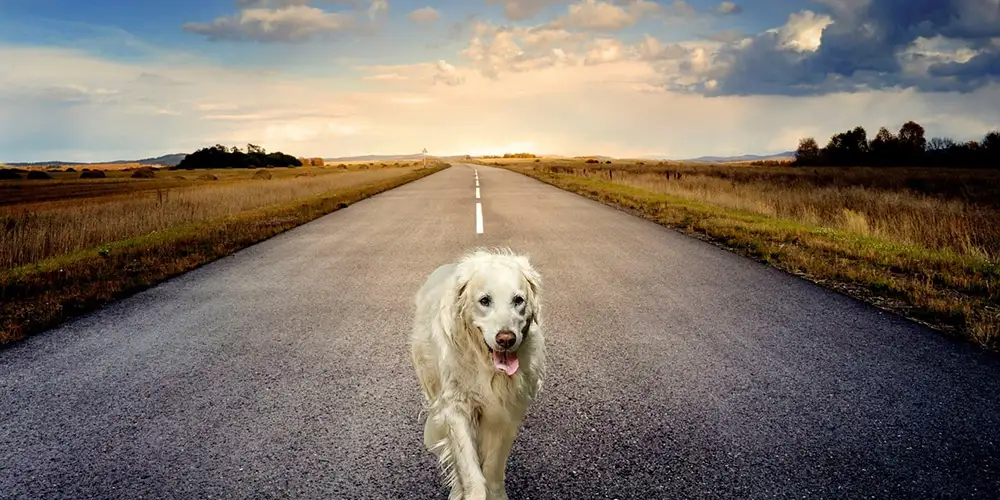 道路を歩く犬