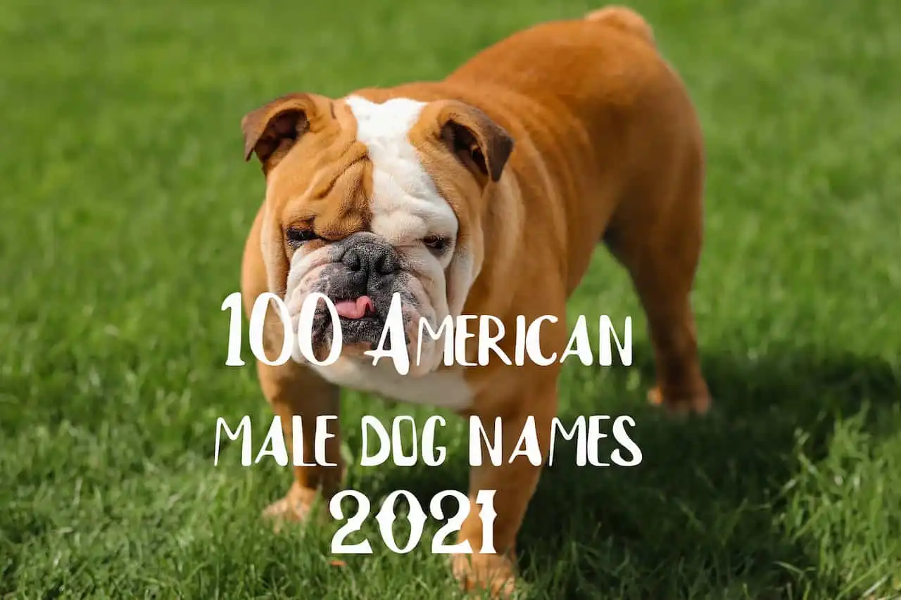 「2021年 英語の犬の名前 TOP100 オス編」のトップ画像