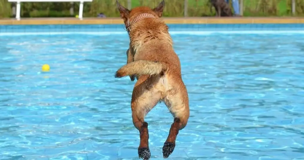 プールに飛び込む犬