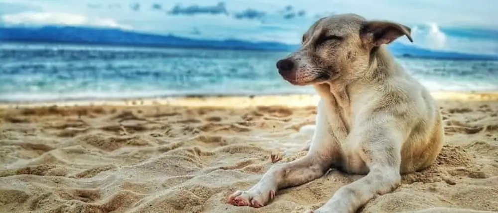 砂浜に佇む犬