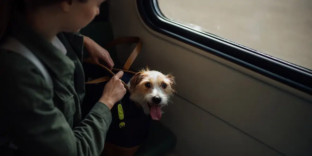 電車に乗車する飼い主と犬